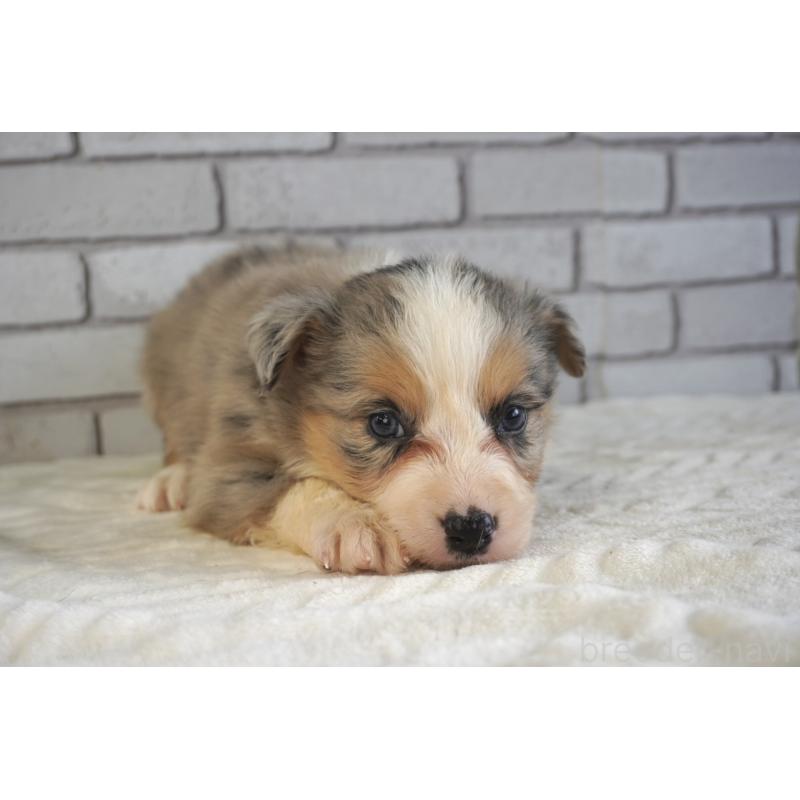 販売中の熊本県のボーダーコリー-430639の18枚目