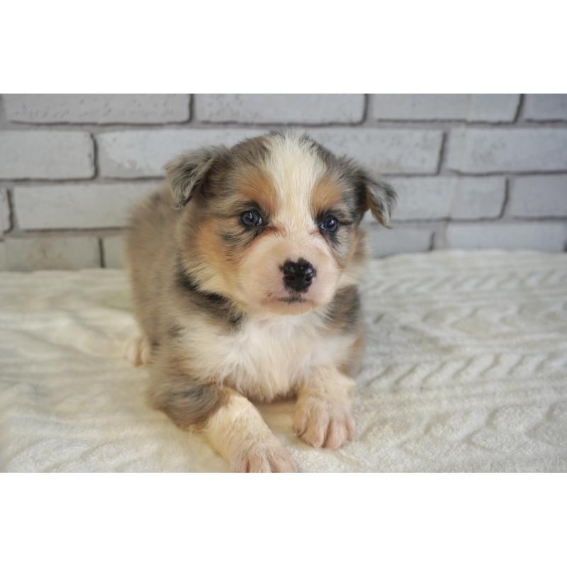 販売中の熊本県のボーダーコリー-430639の17枚目