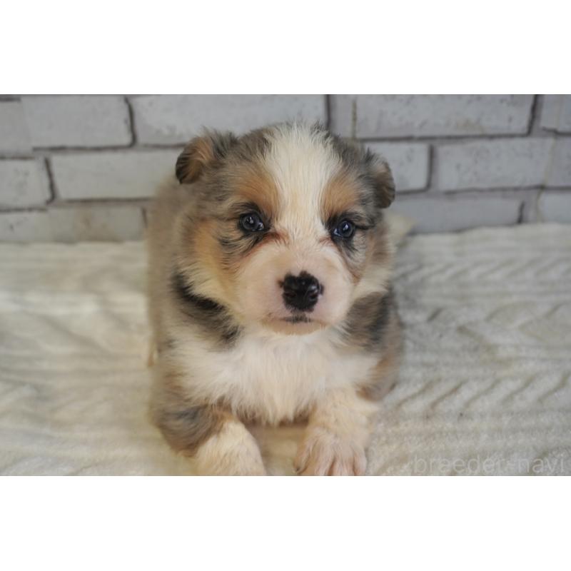 販売中の熊本県のボーダーコリー-430639の16枚目