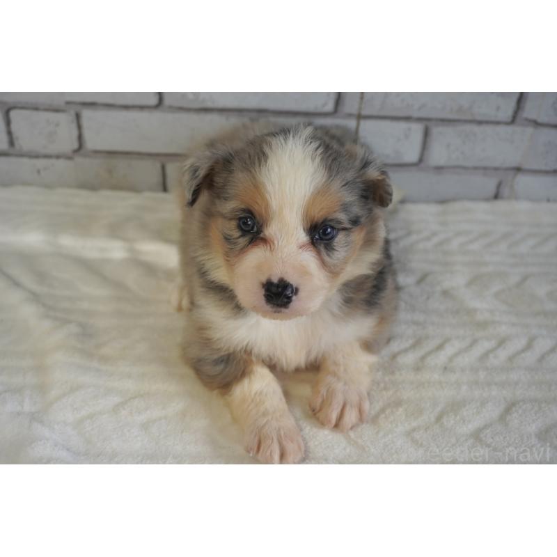 販売中の熊本県のボーダーコリー-430639の15枚目