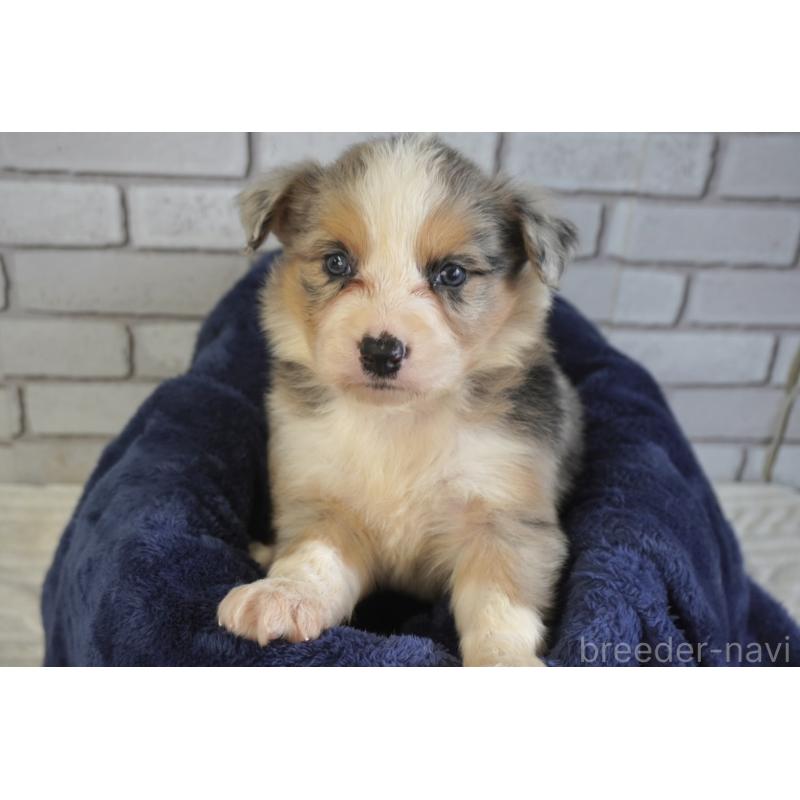 販売中の熊本県のボーダーコリー-430639の14枚目