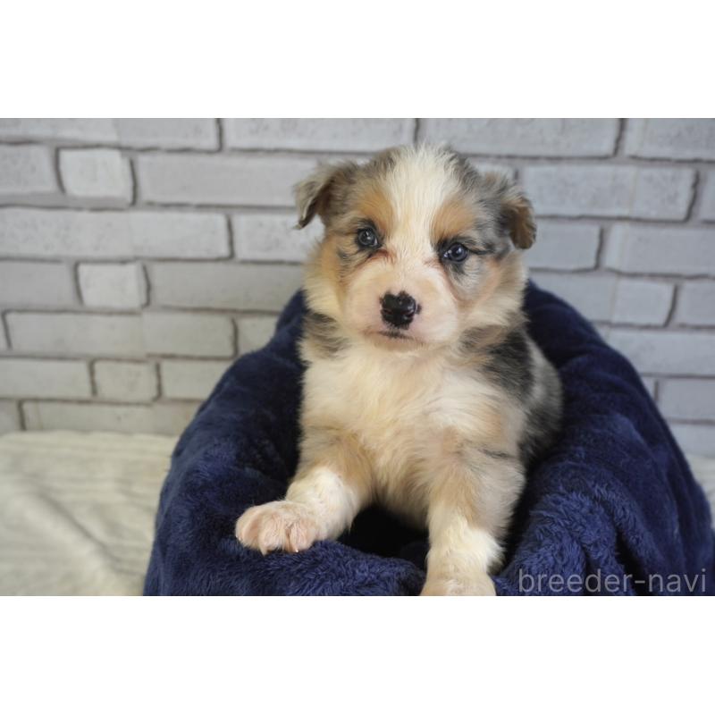 販売中の熊本県のボーダーコリー-430639の13枚目