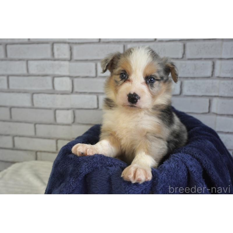 販売中の熊本県のボーダーコリー-430639の12枚目