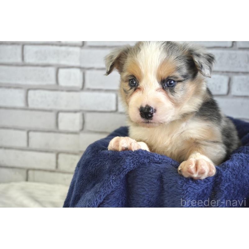 販売中の熊本県のボーダーコリー-430639の11枚目