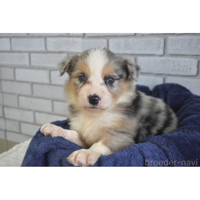 販売中の熊本県のボーダーコリー-430639の10枚目