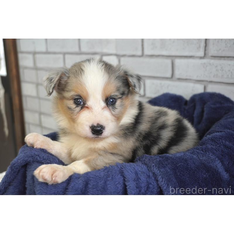 販売中の熊本県のボーダーコリー-430639の9枚目