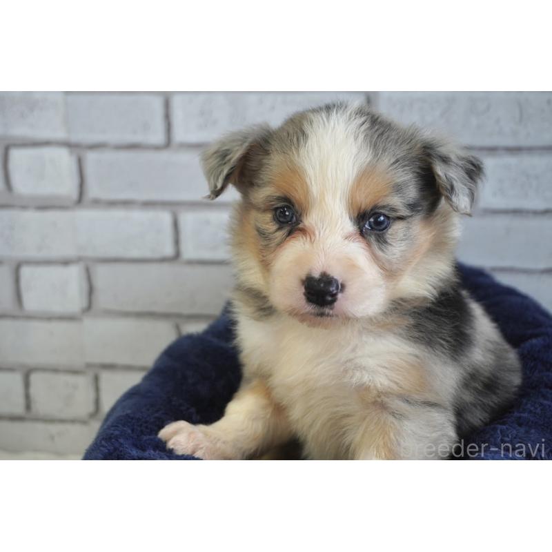 販売中の熊本県のボーダーコリー-430639の8枚目