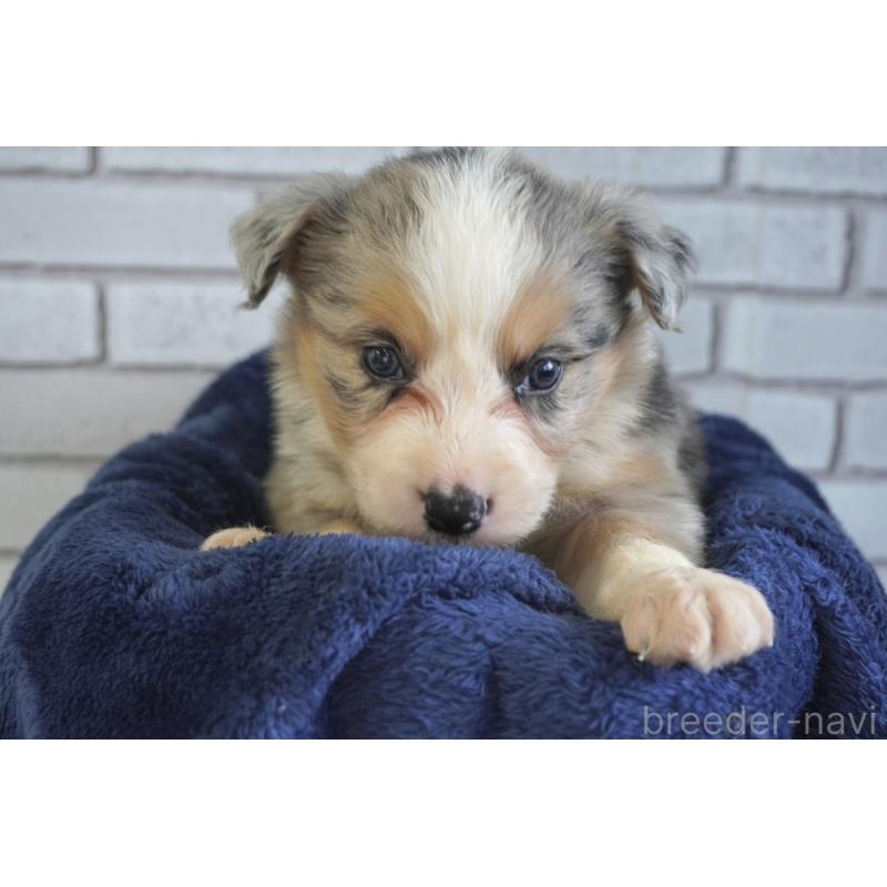 販売中の熊本県のボーダーコリー-430639の7枚目