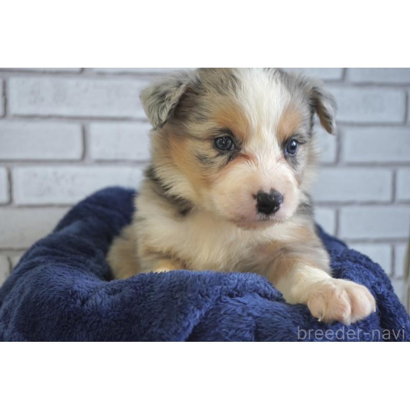 販売中の熊本県のボーダーコリー-430639の6枚目