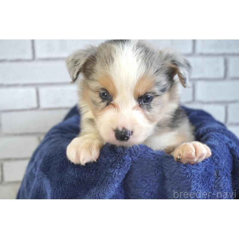 販売中の熊本県のボーダーコリー-430639の5枚目