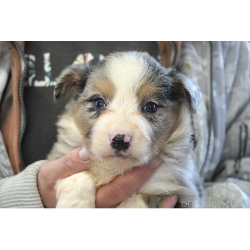 販売中の熊本県のボーダーコリー-430639の4枚目