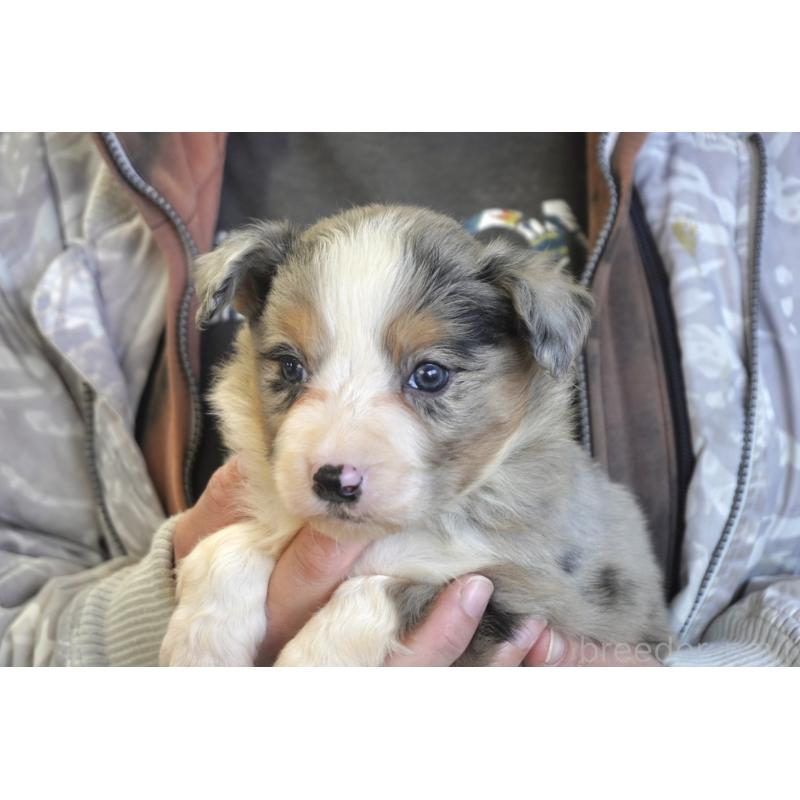 販売中の熊本県のボーダーコリー-430639の3枚目