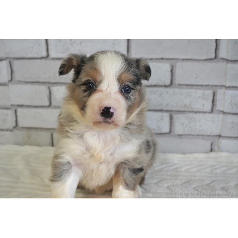 販売中の熊本県のボーダーコリー-430639の2枚目