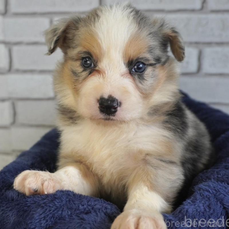 販売中の熊本県のボーダーコリー-430639