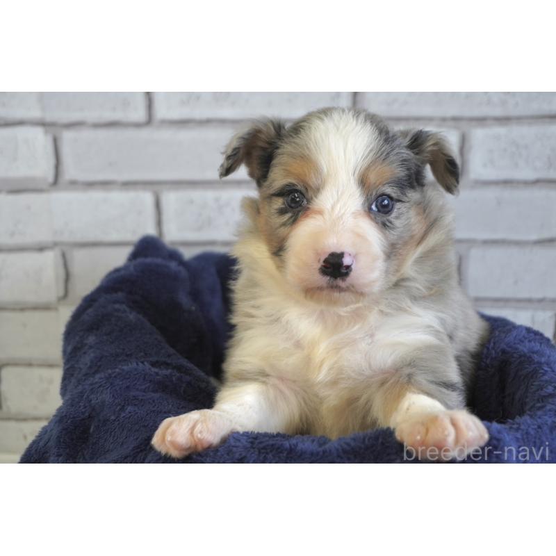 販売中の熊本県のボーダーコリー-430640の11枚目