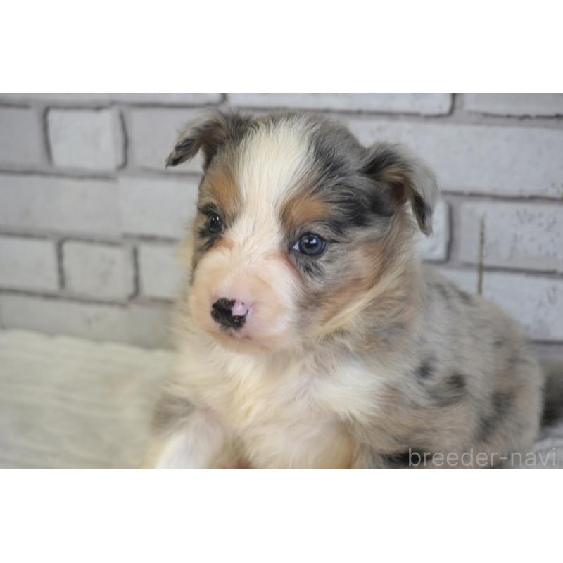 販売中の熊本県のボーダーコリー-430640の10枚目