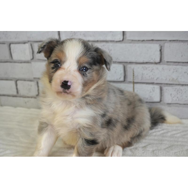 販売中の熊本県のボーダーコリー-430640の9枚目