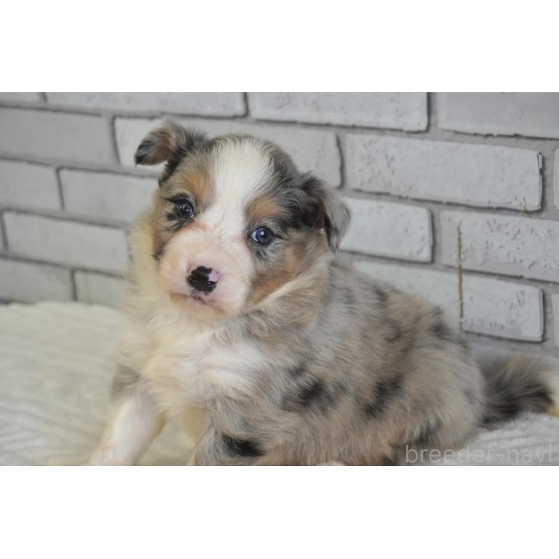 販売中の熊本県のボーダーコリー-430640の8枚目