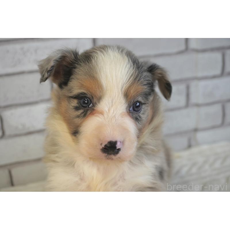 販売中の熊本県のボーダーコリー-430640の7枚目