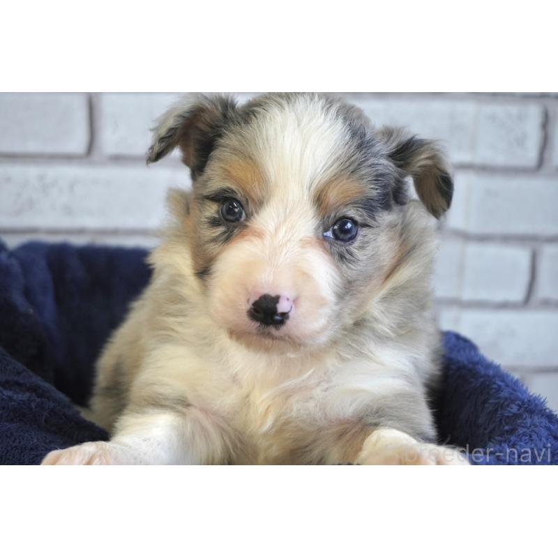 販売中の熊本県のボーダーコリー-430640の6枚目