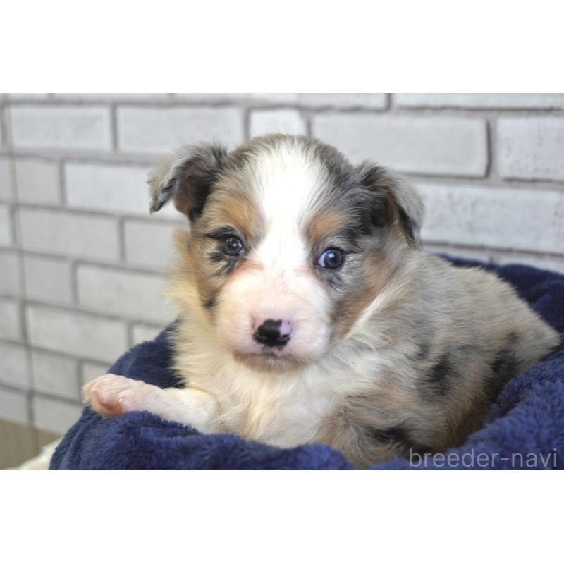 販売中の熊本県のボーダーコリー-430640の5枚目