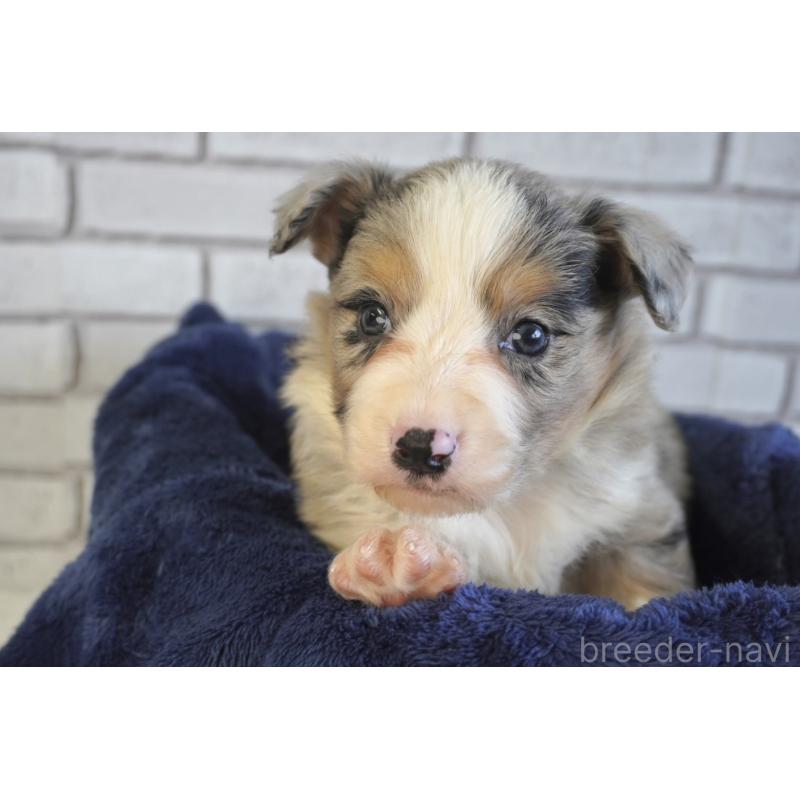 販売中の熊本県のボーダーコリー-430640の4枚目