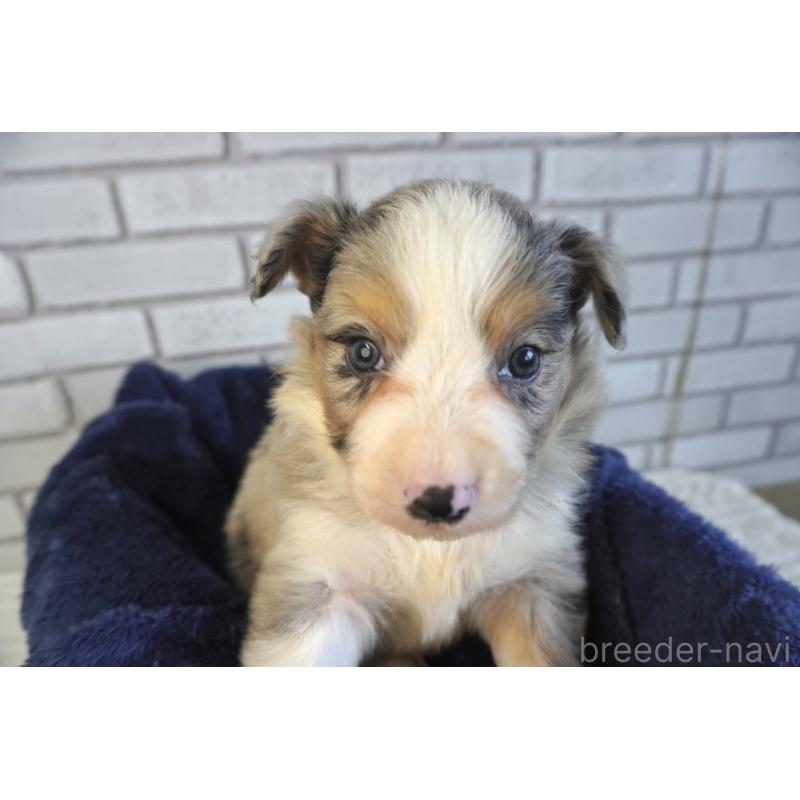 販売中の熊本県のボーダーコリー-430640の3枚目