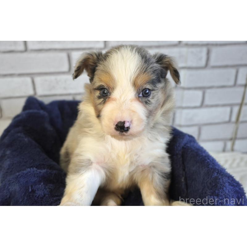 販売中の熊本県のボーダーコリー-430640の2枚目