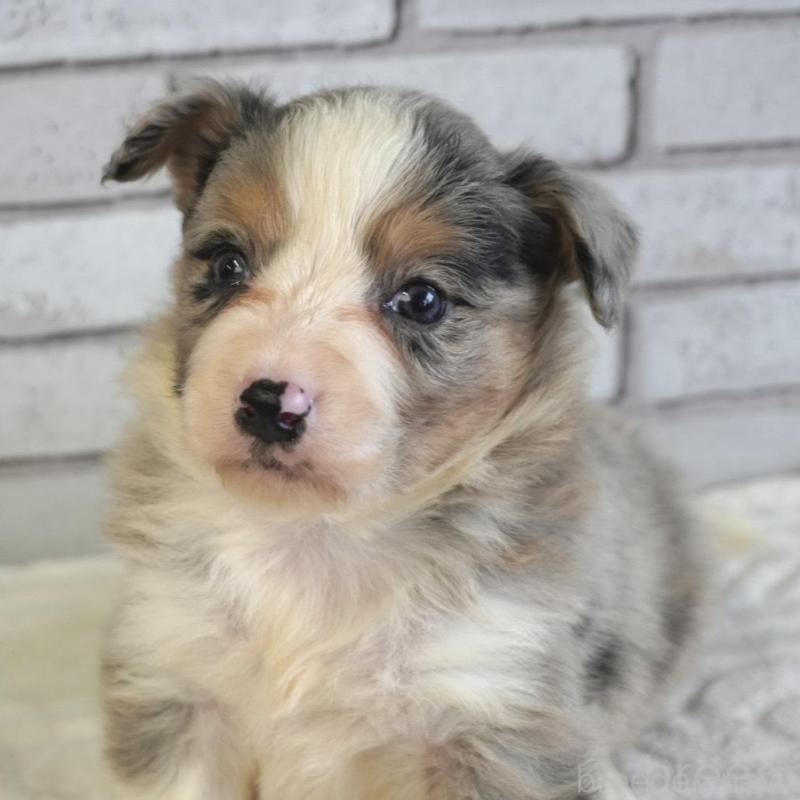 販売中の熊本県のボーダーコリー-430640