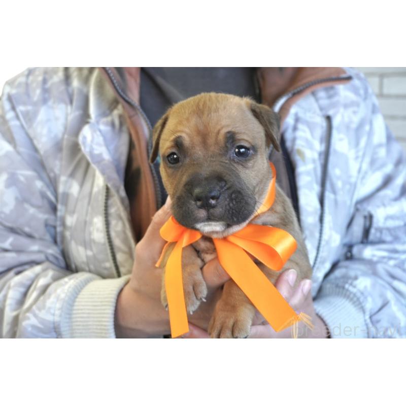 販売中の熊本県のアメリカンピットブルテリア-430641の7枚目