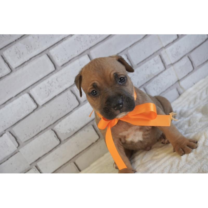 販売中の熊本県のアメリカンピットブルテリア-430641の8枚目