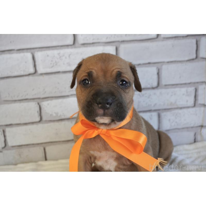 販売中の熊本県のアメリカンピットブルテリア-430641の6枚目