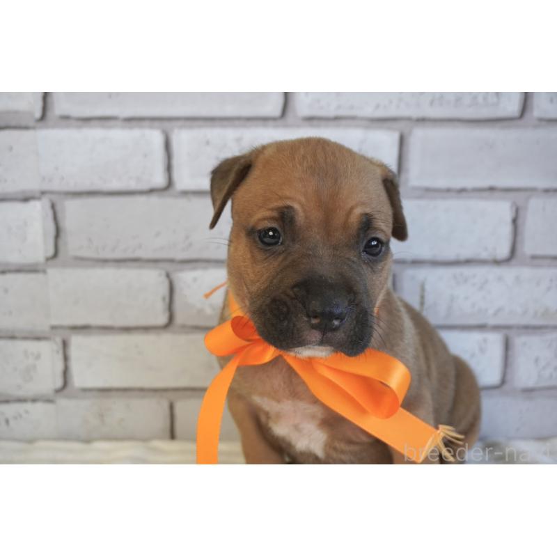 販売中の熊本県のアメリカンピットブルテリア-430641の5枚目