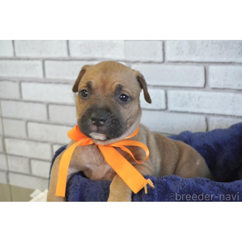 販売中の熊本県のアメリカンピットブルテリア-430641の4枚目