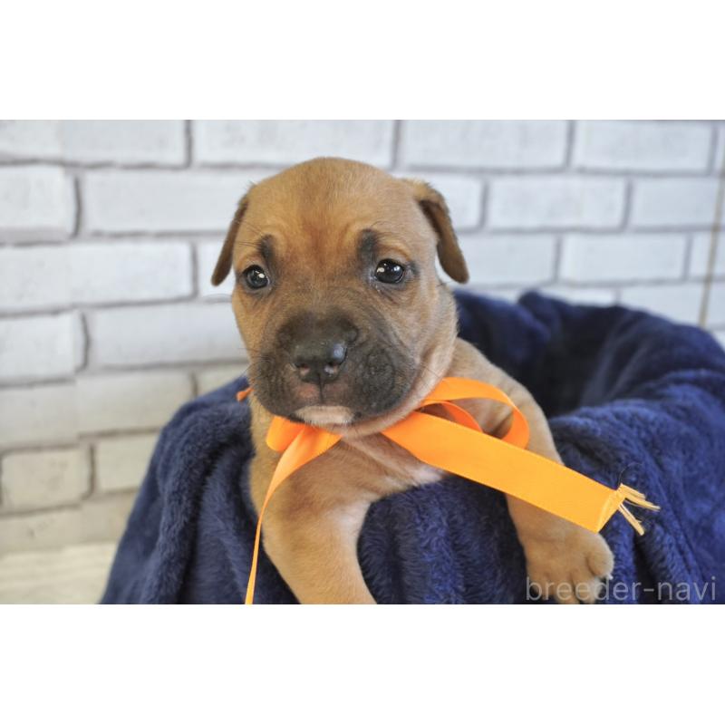 販売中の熊本県のアメリカンピットブルテリア-430641の3枚目