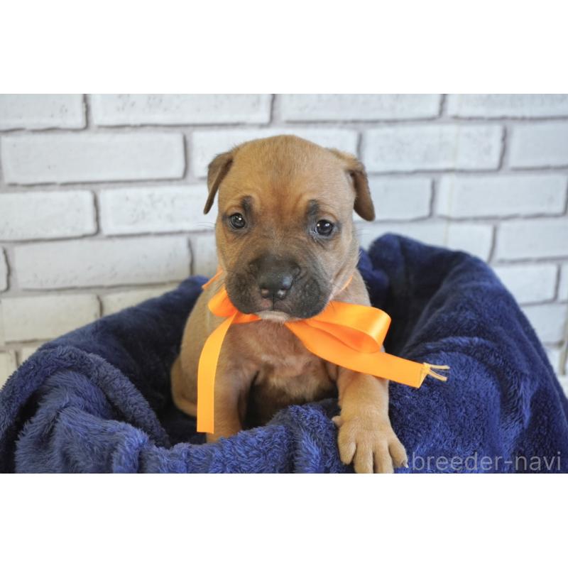 販売中の熊本県のアメリカンピットブルテリア-430641の2枚目