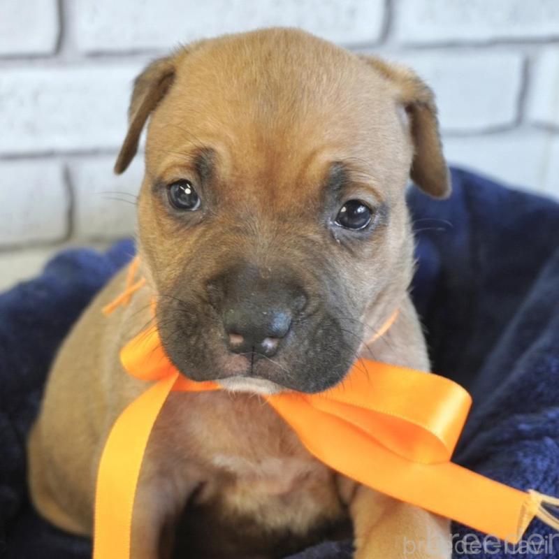 販売中の熊本県のアメリカンピットブルテリア-430641の1枚目