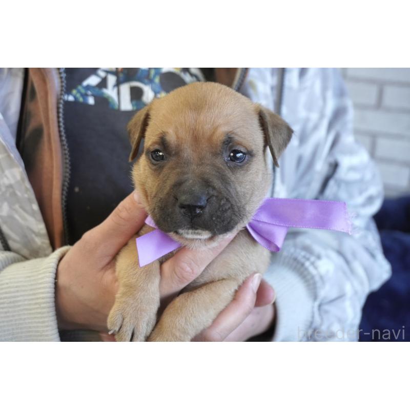 販売中の熊本県のアメリカンピットブルテリア-430642の9枚目