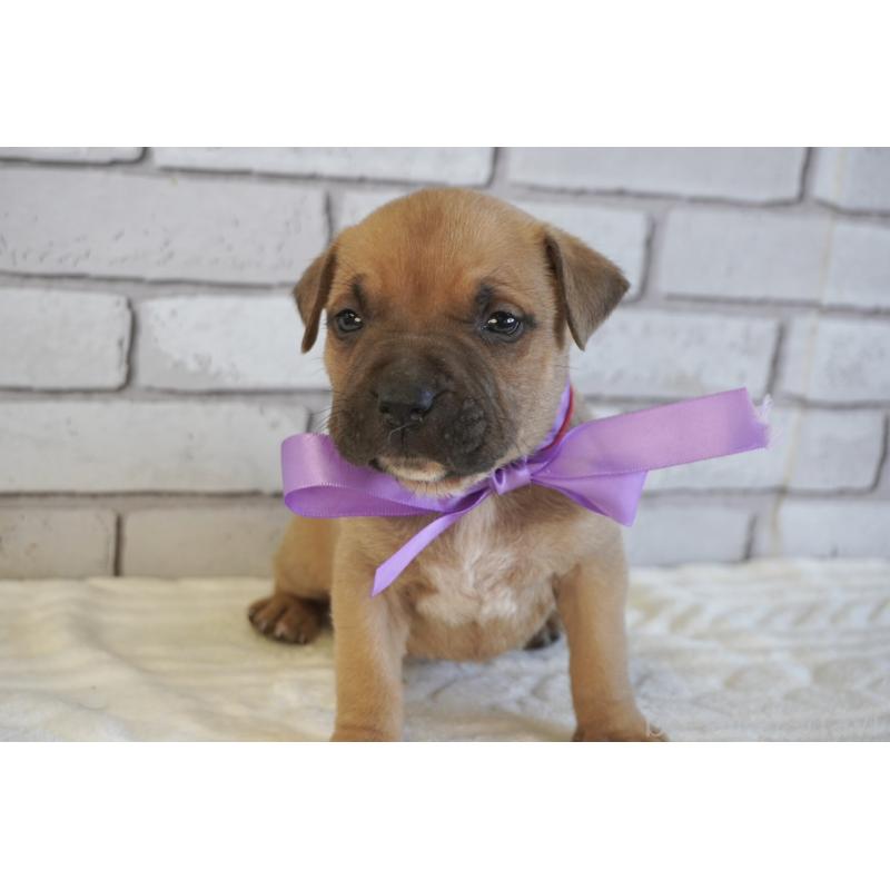 販売中の熊本県のアメリカンピットブルテリア-430642の8枚目