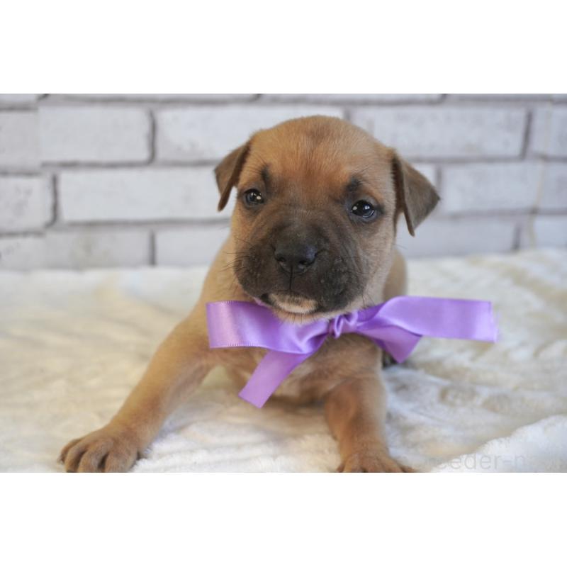 販売中の熊本県のアメリカンピットブルテリア-430642の7枚目