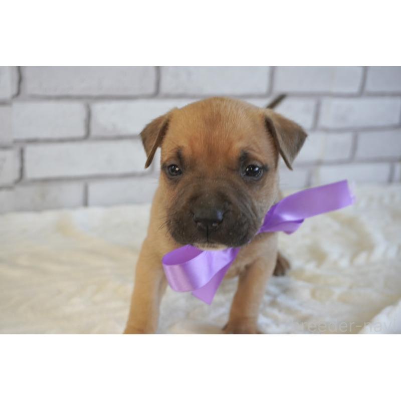 販売中の熊本県のアメリカンピットブルテリア-430642の6枚目