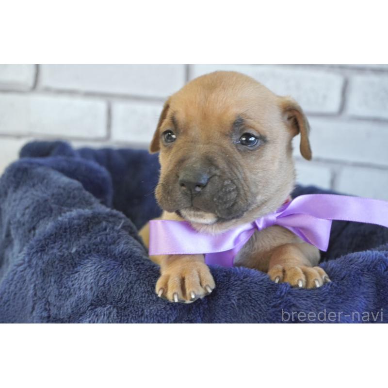 販売中の熊本県のアメリカンピットブルテリア-430642の5枚目