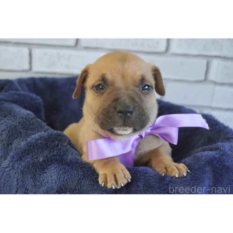 販売中の熊本県のアメリカンピットブルテリア-430642の4枚目