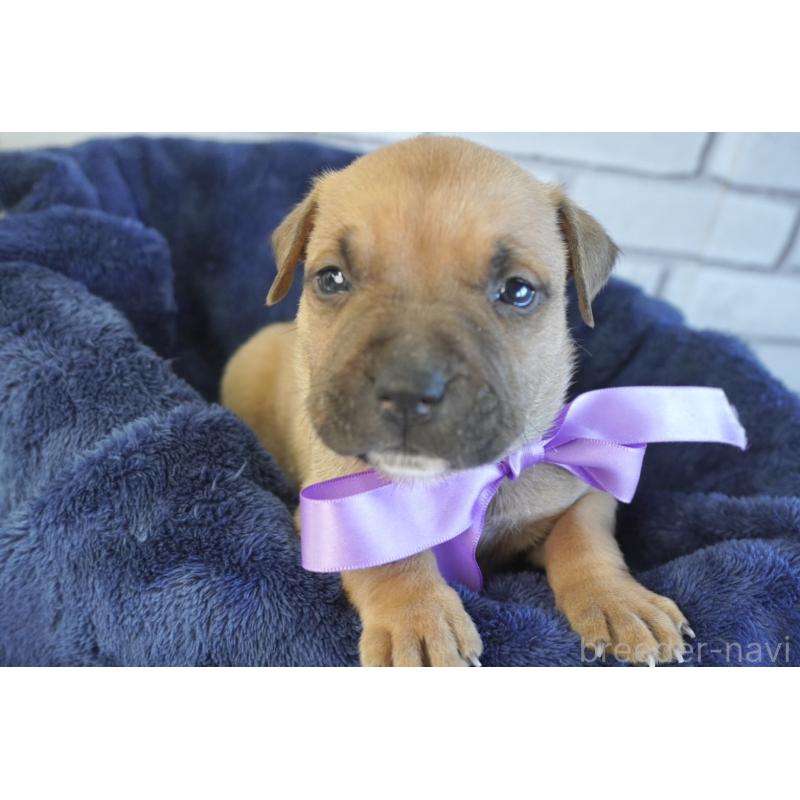 販売中の熊本県のアメリカンピットブルテリア-430642の3枚目