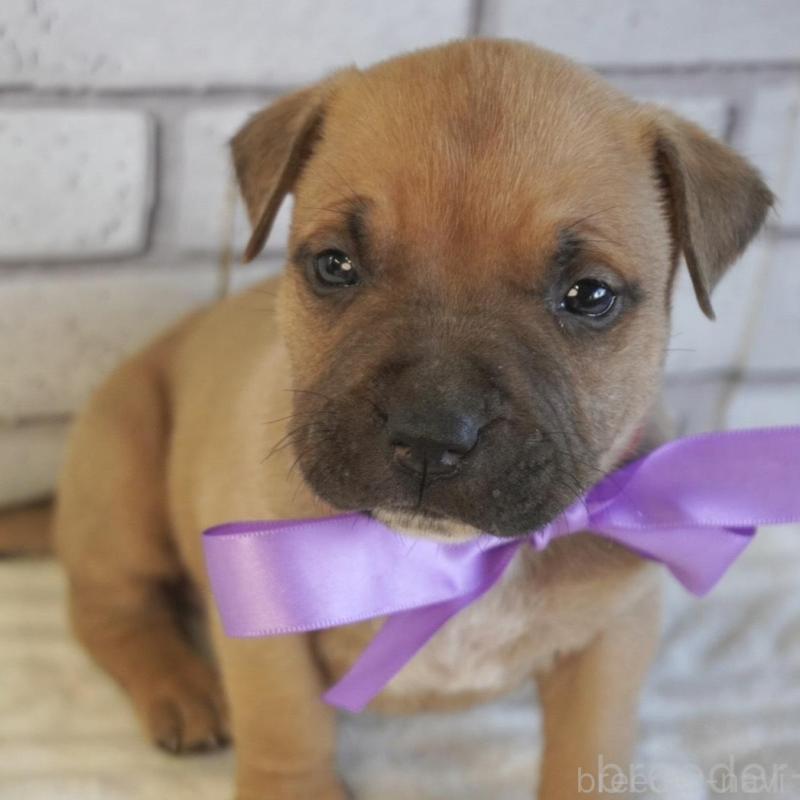 販売中の熊本県のアメリカンピットブルテリア-430642の1枚目