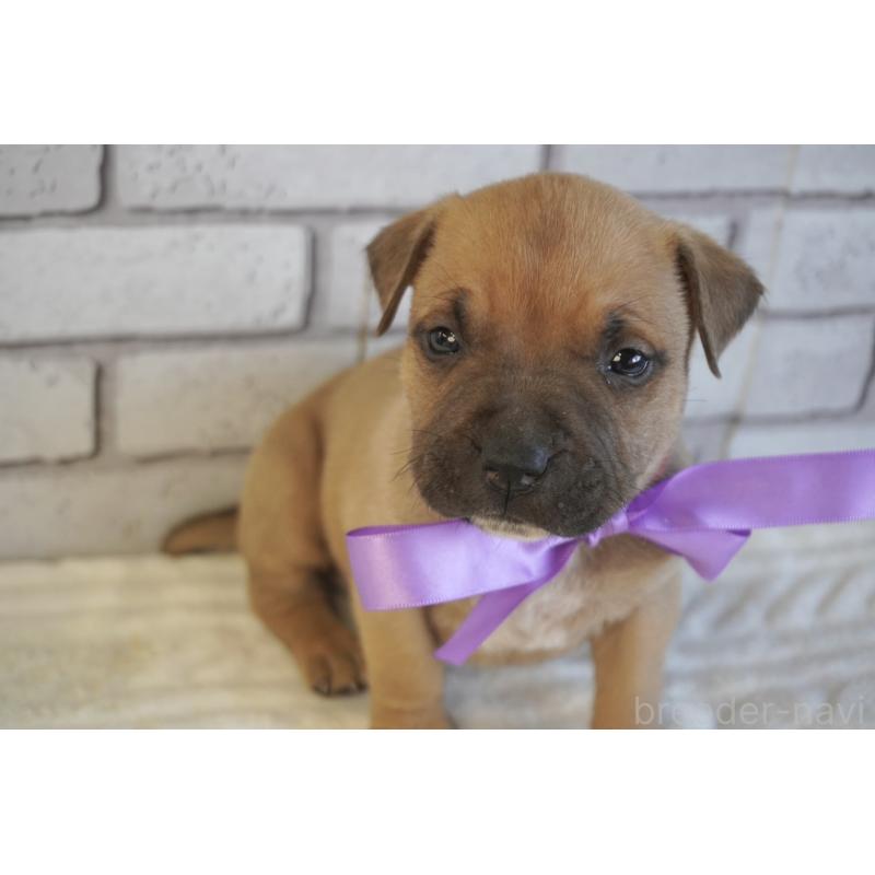 販売中の熊本県のアメリカンピットブルテリア-430642の2枚目