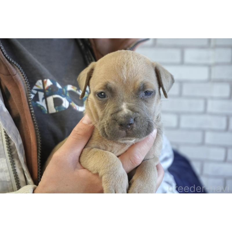 販売中の熊本県のアメリカンピットブルテリア-430643の7枚目