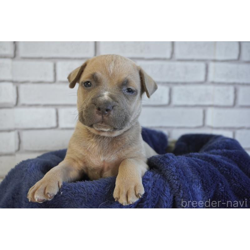 販売中の熊本県のアメリカンピットブルテリア-430643の6枚目