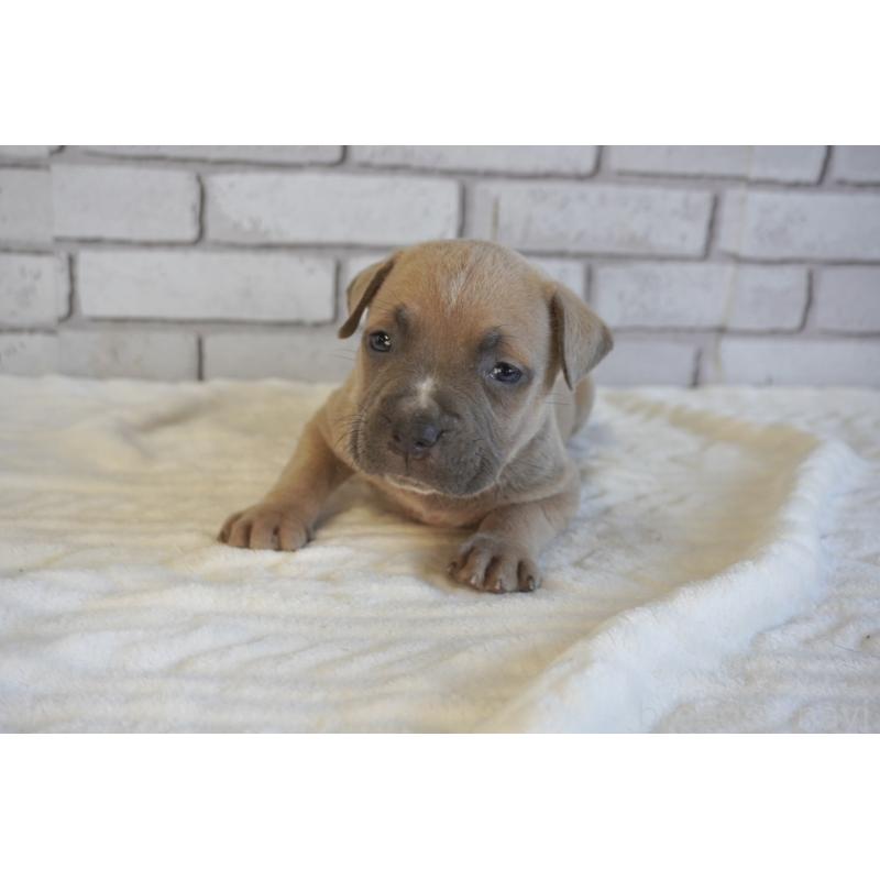 販売中の熊本県のアメリカンピットブルテリア-430643の5枚目