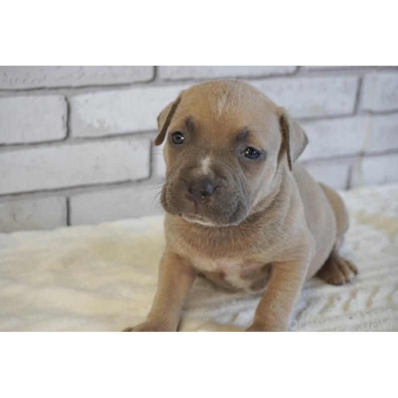 販売中の熊本県のアメリカンピットブルテリア-430643の4枚目